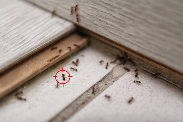 Best Local Pest Control Services  in Seven Corners, VA