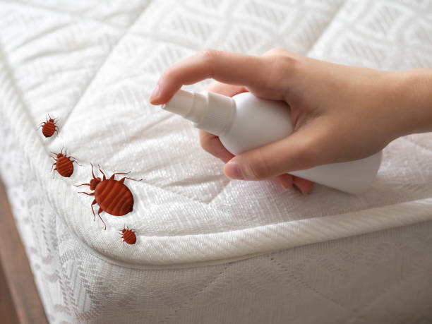 Best Affordable Pest Control Services  in Seven Corners, VA
