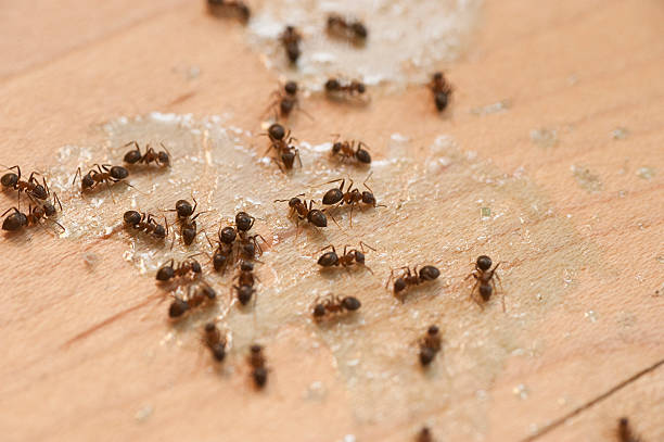 Best Wasp Removal Services  in Seven Corners, VA