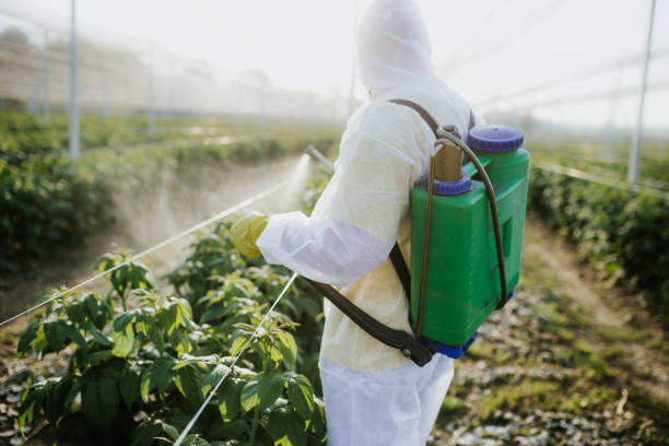 Best Ant Control Services  in Seven Corners, VA